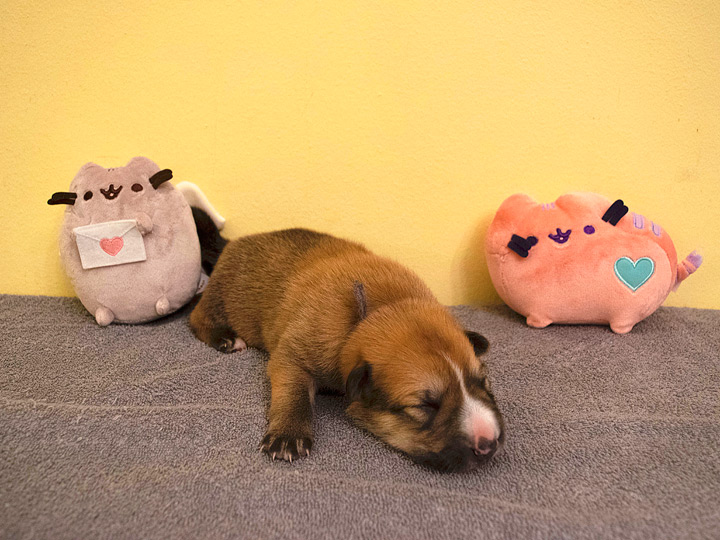 chinook puppy